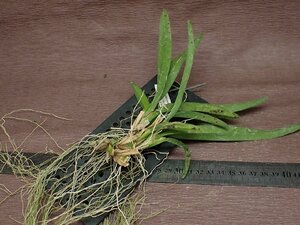Rodriguezia bracteatarodoligesia*blakteala* Ran seedling 