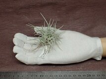 Tillandsia 'Old Man's Gold' チランジア オールドマンズゴールド■エアプランツPR_画像1