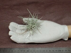 Tillandsia 'Old Man's Gold' チランジア オールドマンズゴールド■エアプランツPR