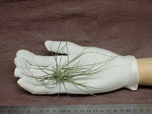 Tillandsia schiedeana チランジア・シーディアナ■エアプランツSE