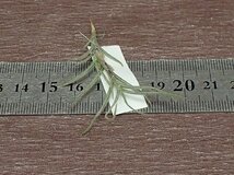 Tillandsia capillaris Type 2 チランジア・カピラリス タイプ2■エアプランツDF_画像3