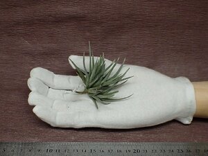 Tillandsia argentina チランジア・アルゼンチナ■エアプランツPR