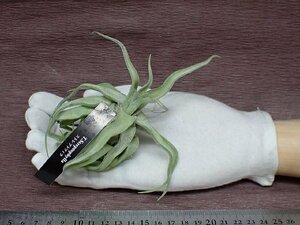 Tillandsia streptophylla チランジア・ストレプトフィラ★エアプランツEP