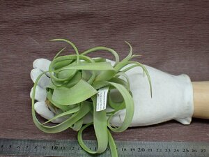 Tillandsia streptophylla Guatemalachi Ran jia* -stroke repto filler gatemala* air plant TI