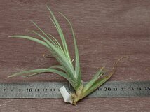 Tillandsia albertiana x T.recurvifolia チランジア・アルベルティアナxレクルビフォリア★エアプランツPR_画像2