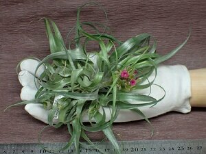 Tillandsia geminiflorachi Ran jia*ge Mini флора * воздушный растения TI