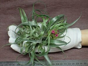 Tillandsia geminiflora チランジア・ゲミニフローラ★エアプランツTI