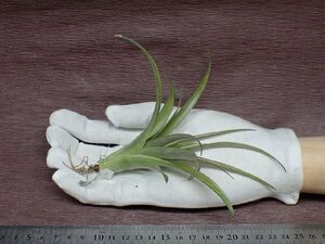 Tillandsia flabellata チランジア・フラベラータ★エアプランツTI