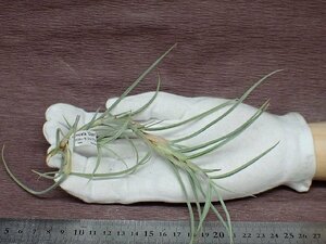 Tillandsia crocata 'Giant' チランジア・クロカータ ジャイアント★エアプランツTI