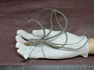 Tillandsia baileyi?chi Ran jia* Bay Ray * air plant EP