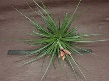 Tillandsia floribunda チランジア・フロリバンダ★エアプランツEP_画像3