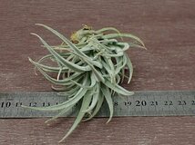 Tillandsia cardenasii チランジア・カルデナシー★エアプランツPR_画像3