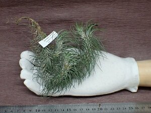 Tillandsia funckiana v.recurvifolia チランジア・フンキアナ レクルビフォリア★エアプランツKK