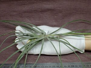 Tillandsia schiedeanachi Ran jia*si-ti hole * air plant KK