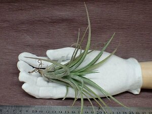 Tillandsia 'Aleta' チランジア アレタ★エアプランツJD