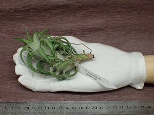 Tillandsia ionantha v.vanhyningii チランジア・イオナンタ バンハイニンギー■エアプランツKK★第四種送料別途★税別1円～!!