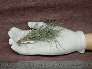 Tillandsia usneoides x T.recurvata form1 ウスネオイデスxレクルバータ フォーム1★エアプランツPR★第四種送料別途★税別1円～!!