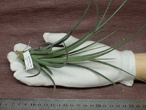 Tillandsia vernicosa 'Tall' チランジア・ベルニコーサ トール★エアプランツTI★第四種送料別途★税別1円～!!