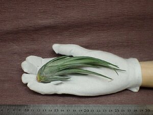 Tillandsia weberi チランジア・ウェベリ●エアプランツTI