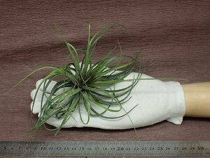 Tillandsia stricta 'Moonglow' チランジア・ストリクタ ムーングロウ●エアプランツTI