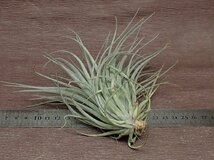 Tillandsia 'Houston Red Princess' チランジア ヒューストンレッドプリンセス★エアプランツPR_画像2