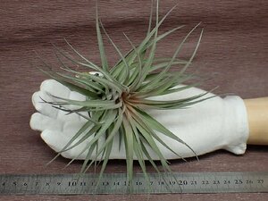 Tillandsia aeranthos 'Purple Leather' チランジア・アエラントス パープルレザー★エアプランツTI