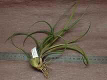 Tillandsia capitata 'Mini Red' チランジア・カピタータ ミニレッド★エアプランツTI_画像2