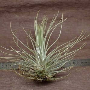 Tillandsia tectorum x T.plumosa チランジア・テクトラムxプルモサ★エアプランツTIの画像2