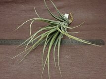 Tillandsia ixioides x T.reichenbachii チランジア・イキシオイデスxライヘンバッキー★エアプランツTI_画像3