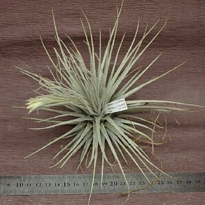 Tillandsia tectorum x T.plumosa チランジア・テクトラムxプルモサ★エアプランツTIの画像3