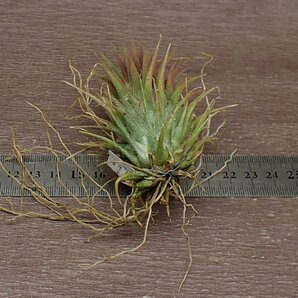 Tillandsia ionantha 'Totem Pole' チランジア・イオナンタ トーテムポール■エアプランツTIの画像2