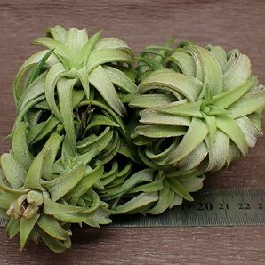 Tillandsia ionantha v.vanhyningii Jumbo form チランジア・イオナンタ バンハイニンギー ジャンボフォーム クランプ■エアプランツKKの画像3