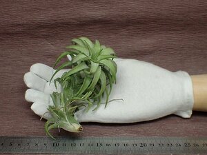 Tillandsia ionantha v.vanhyningii Jumbo formchi Ran jia* Io naan ta bumper i person gi- jumbo foam # air plant KK