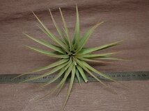 Tillandsia ionantha x T.concolor Slct.Red チランジア・イオナンタxコンコロール レッド■エアプランツTI_画像3