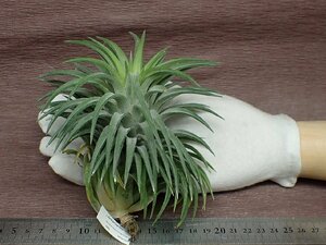 Tillandsia ionantha giant super special white form チランジア・イオナンタ ジャイアントスーパーホワイトフォーム■エアプランツKK