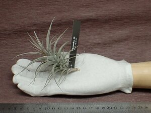 Tillandsia aeranthos SP チランジア・アエラントス SP●●エアプランツEP