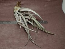 Tillandsia chiapensis Large form チランジア・チアペンシス ラージフォーム★エアプランツJD★第四種送料別途★税別1円～!!_画像3