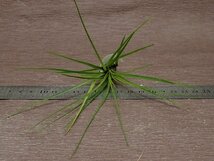 Tillandsia tricolor v.melanocrater チランジア・トリコロール メラノクラテル★エアプランツCO★第四種送料別途★税別1円～!!_画像3