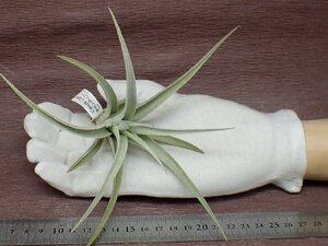 Tillandsia 'Candy Corn' チランジア キャンディコーン★エアプランツTR★第四種送料別途★税別1円～!!