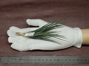 Tillandsia albertiana x T.stricta チランジア・アルベルティアナxストリクタ★エアプランツJD★第四種送料別途★税別1円～!!