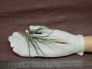 Tillandsia schiedeana Major チランジア・シーディアナ メジャー★エアプランツKK★第四種送料別途★税別1円～!!