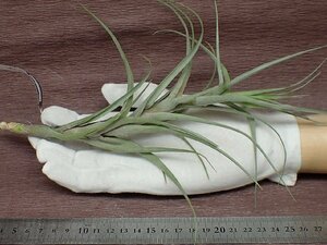 Tillandsia queroensis チランジア・クエロエンシス★エアプランツEP★第四種送料別途★税別1円～!!