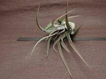 Tillandsia chiapensis x T.concolor チランジア・チアペンシスxコンコロール★エアプランツJD★第四種送料別途★税別1円～!!_画像3