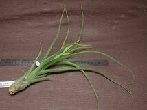 Tillandsia 'El Guapo' チランジア エルグアポ★エアプランツTR★第四種送料別途★税別1円～!!_画像2