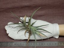 Tillandsia 'Rainbow Sherbert' チランジア レインボーシャーベット★エアプランツSE★第四種送料別途★税別1円～!!_画像1