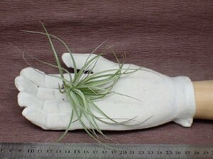 Tillandsia 'Cotton Candy' チランジア コットンキャンディ●エアプランツCO★第四種送料別途★税別1円～!!