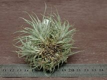 Tillandsia tectorum チランジア・テクトラム★エアプランツPR_画像2