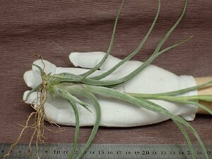 Tillandsia caput-medusae x T.pseudobaileyi チランジア・カプトメデューサエxプセウドベイレイ★エアプランツTI