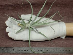 Tillandsia straminea 'Delicata' チランジア・ストラミネア デリカタ★エアプランツTI