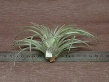 Tillandsia stricta 'Soft Purple' チランジア・ストリクタ ソフトパープル★エアプランツTI_画像2